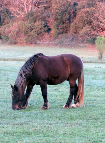 sabine-champetier-vagnas-ardeche-pleine-confiance-TPV-homme-cheval-coach-mediation-equine-chevaux-quarmin