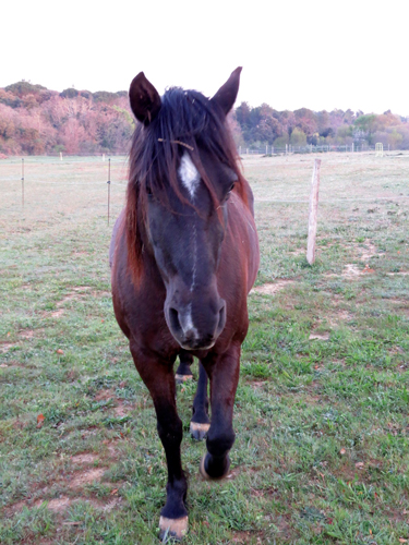 sabine-champetier-vagnas-ardeche-pleine-confiance-TPV-homme-cheval-coach-mediation-equine-chevaux-sevenne
