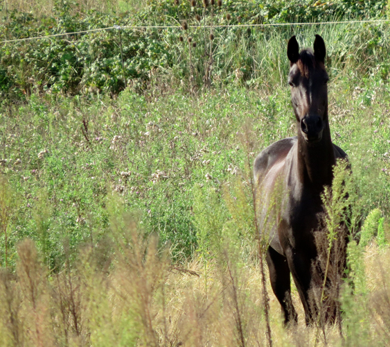 sabine-champetier-pleine-confiance-TPV-homme-cheval-coach-mediation-equine-chevaux-vasca