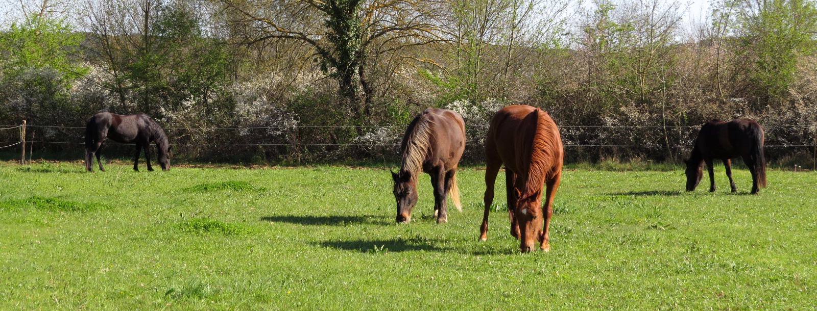 sabine-champetier-vagnas-ardeche-pleine-confiance-TPV-homme-cheval-coach-mediation-equine-chevaux-presentiel