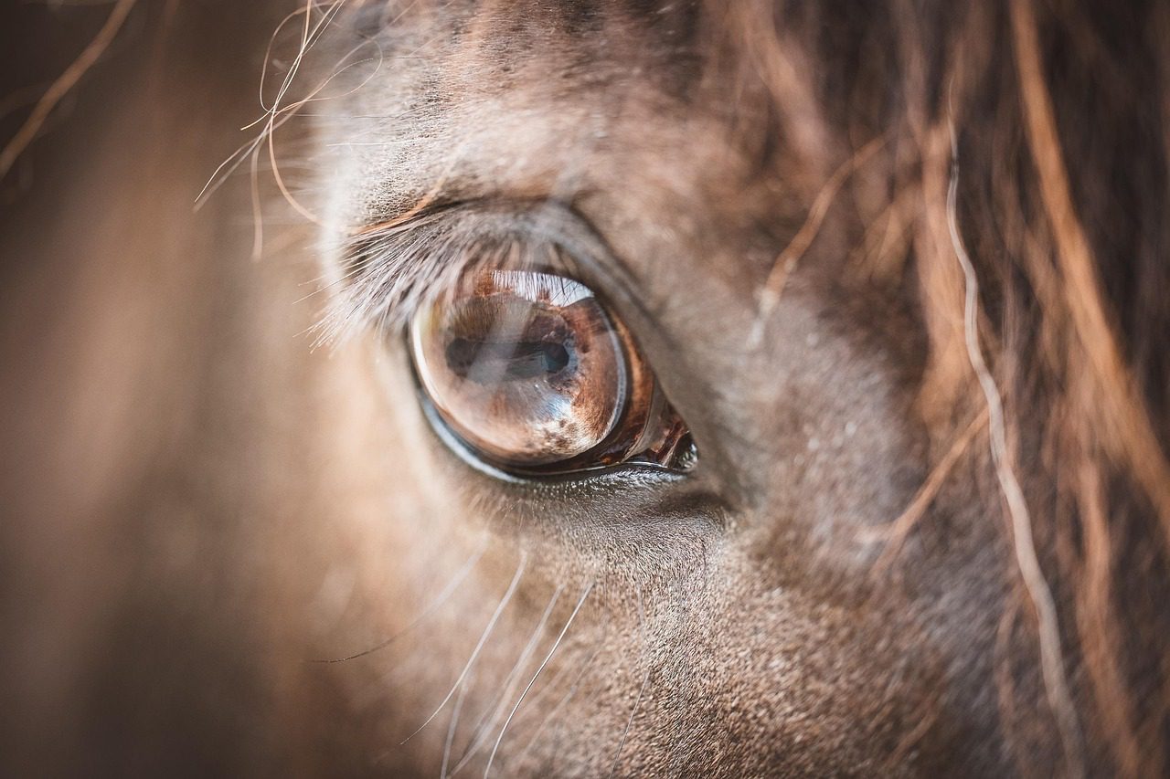 Oeil cheval