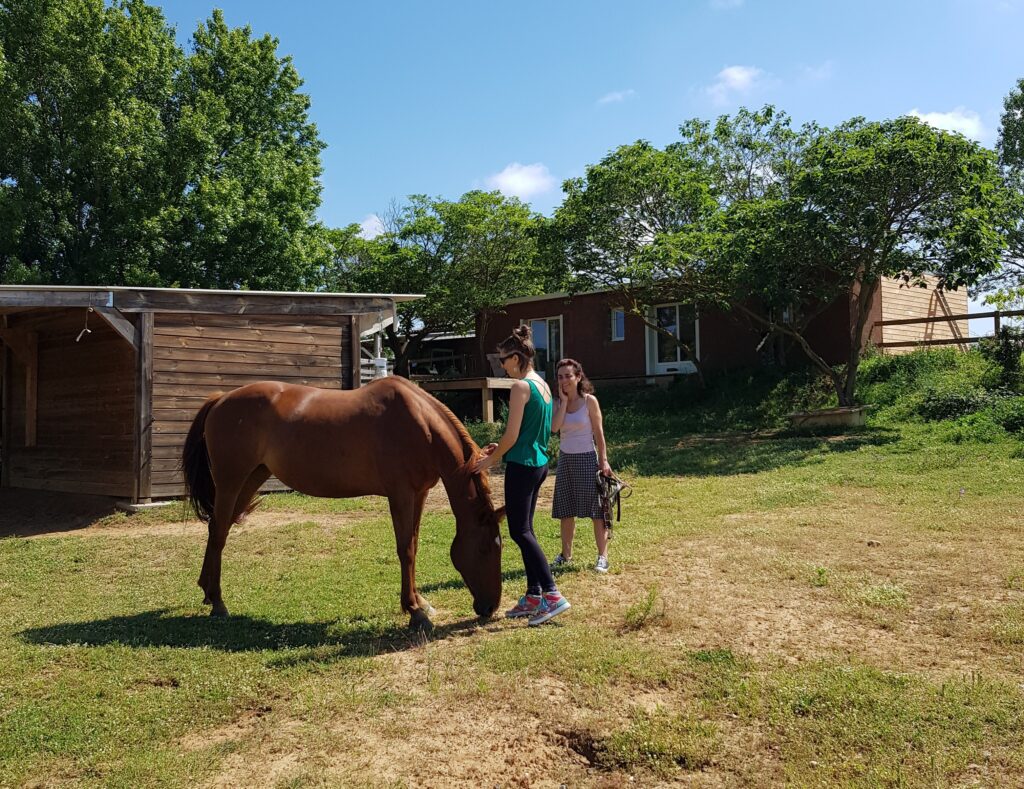Accompagnement thérapeutique, interaction avec le cheval en extérieur, dans un lieu de nature.