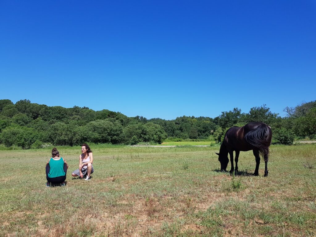 mediation equine