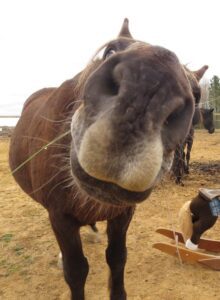 nez curieux en gros plan du cheval Quarmin