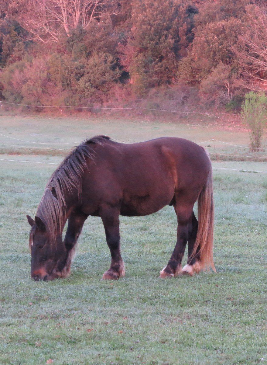Quarmin, cheval calme et sensible apportant sécurité dans les séances de mediation équine
